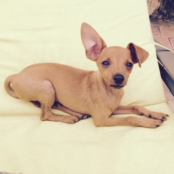 Image pour l'annonce Vends chiot pinscher nain fauve