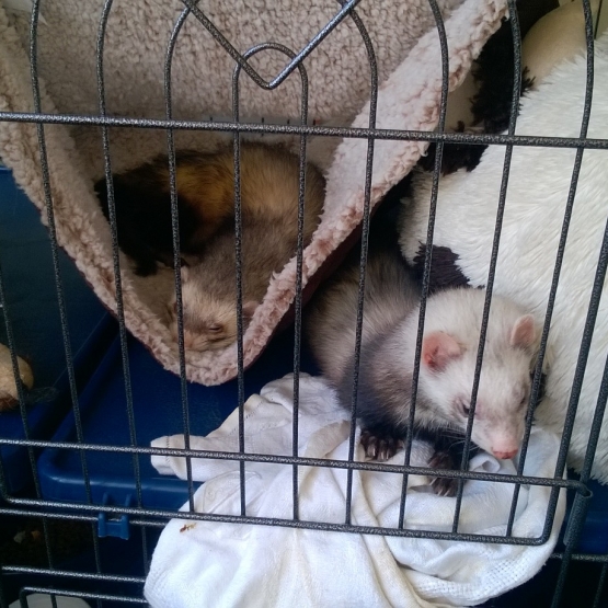Image pour l'annonce vends couple de furet+cage+accesoirres