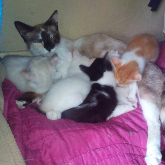 Image pour l'annonce Donne chaton recherchant un foyer