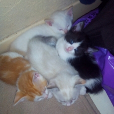 Image pour l'annonce Donne chaton recherchant un foyer
