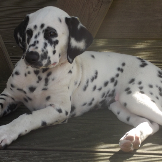 Image pour l'annonce Vends chiot type dalmatien non LOF femelle