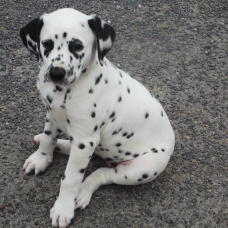 Image pour l'annonce Vends chiot type dalmatien non LOF femelle