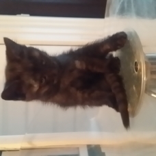 Image pour l'annonce Chats à donner