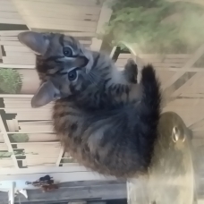 Image pour l'annonce Chats à donner