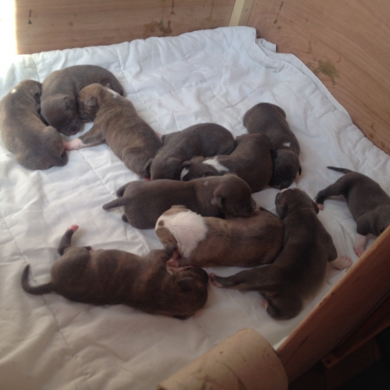Image pour l'annonce Réservation chiot Americain Staffordshire
