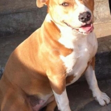 Image pour l'annonce Réservation chiot Americain Staffordshire