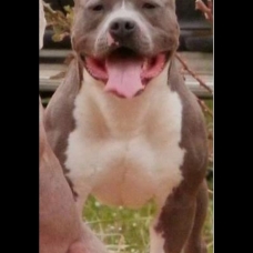 Image pour l'annonce Réservation chiot Americain Staffordshire