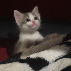 Image pour l'annonce Chaton a donner
