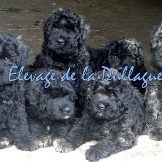Image pour l'annonce bouvier des flandres élevage