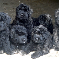 Image pour l'annonce bouvier des flandres élevage