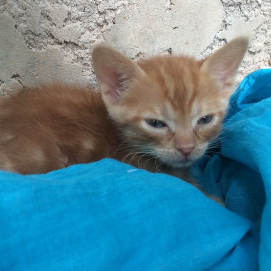 Image pour l'annonce Donne petit chat tigré roux éclatant