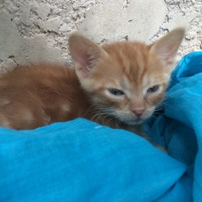 Image pour l'annonce Donne petit chat tigré roux éclatant