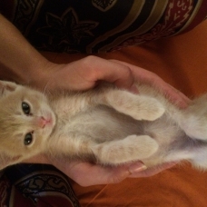 Image pour l'annonce Donne petit chat tigré roux éclatant