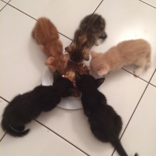 Image pour l'annonce Donne petit chat tigré roux éclatant