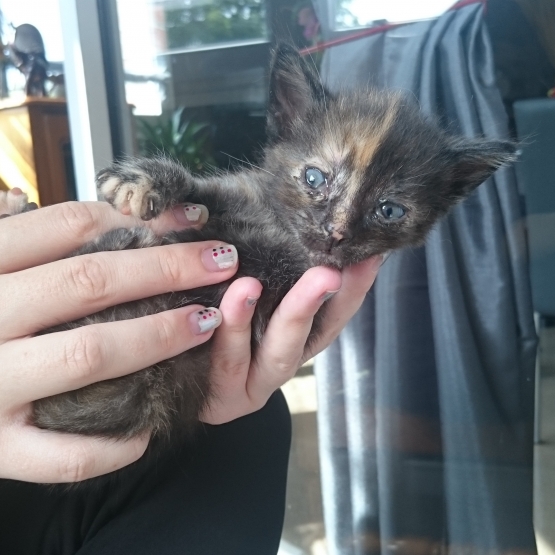 Image pour l'annonce Donne chatons contre bon soins