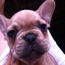 Image pour l'annonce bouledogue français male 550 euros