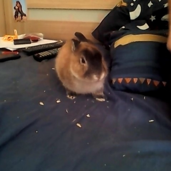 Image pour l'annonce vent lapin nain