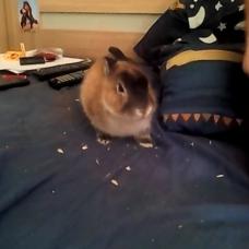 Image pour l'annonce vent lapin nain