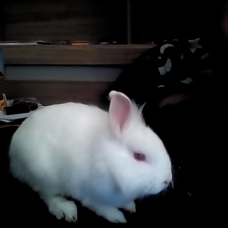 Image pour l'annonce vent lapin nain