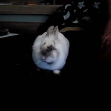 Image pour l'annonce vent lapin nain