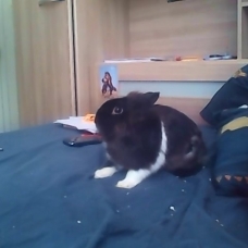 Image pour l'annonce vent lapin nain