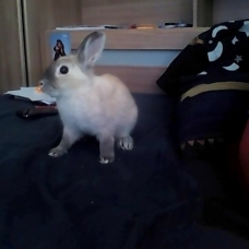 Image pour l'annonce vent lapin nain