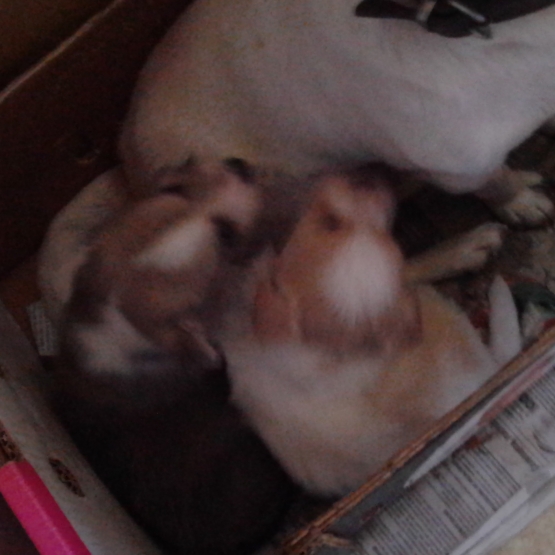 Image pour l'annonce donne chiots type ratier