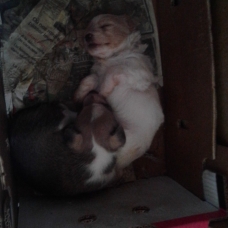 Image pour l'annonce donne chiots type ratier