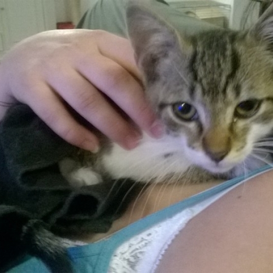 Image pour l'annonce Donne Chaton 3 mois Mâle Propre et sevré