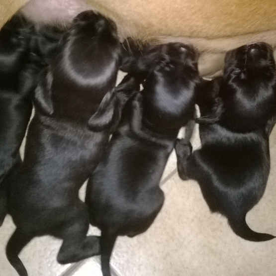 Image pour l'annonce CHIOTS PINSCHER NOIRS A DONNER