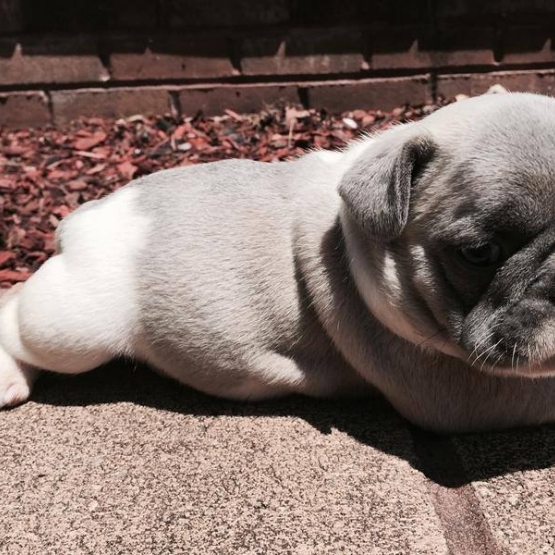 Image pour l'annonce A vendre, adorables chiots Bouledogue français