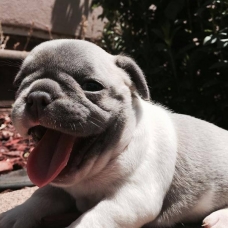 Image pour l'annonce A vendre, adorables chiots Bouledogue français