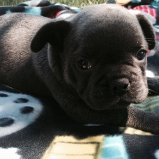 Image pour l'annonce A vendre, adorables chiots Bouledogue français