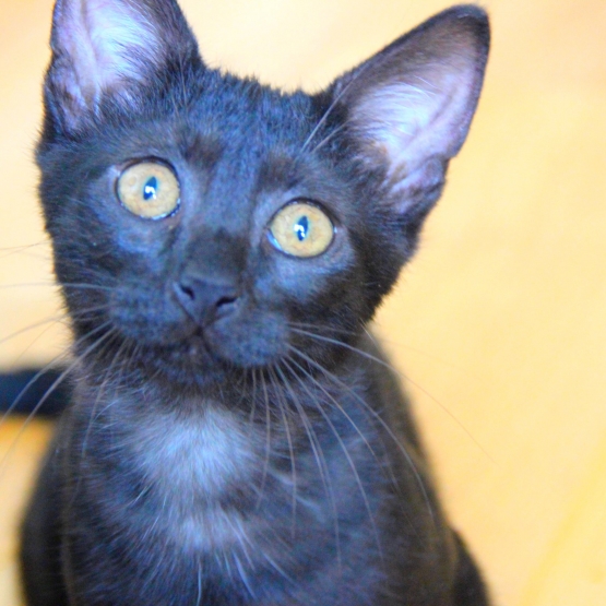 Image pour l'annonce Adorable chaton(ne) de couleur "black smoke" à adopter