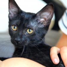 Image pour l'annonce Adorable chaton(ne) de couleur "black smoke" à adopter
