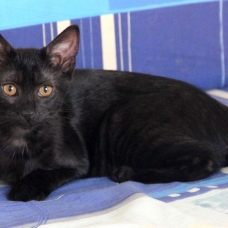 Image pour l'annonce Adorable chaton(ne) de couleur "black smoke" à adopter