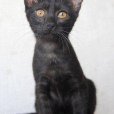 Image pour l'annonce Adorable chaton(ne) de couleur "black smoke" à adopter