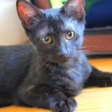 Image pour l'annonce Adorable chaton(ne) de couleur "black smoke" à adopter