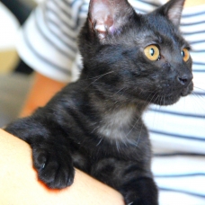 Image pour l'annonce Adorable chaton(ne) de couleur "black smoke" à adopter
