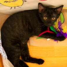 Image pour l'annonce Adorable chaton(ne) de couleur "black smoke" à adopter