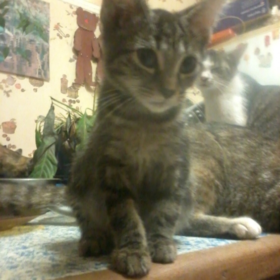 Image pour l'annonce Donne Chatons