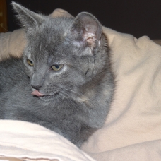 Image pour l'annonce Donne chaton femelle