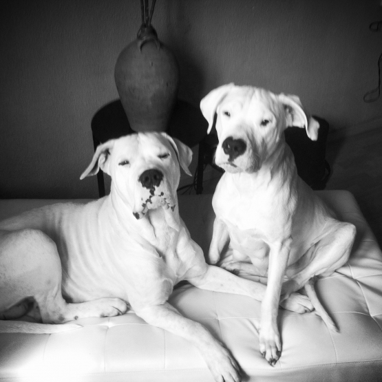 Image pour l'annonce A adopter couple Dogue Argentin