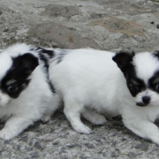 Image pour l'annonce A donner 2 Chihuahua magnifique mâle & femelle poil longs
