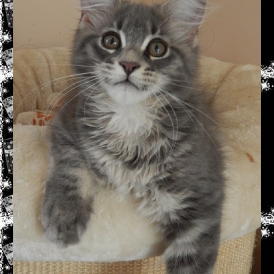 Image pour l'annonce Femelle maine coon loof disponible de suite