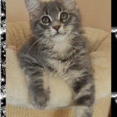 Image pour l'annonce Femelle maine coon loof disponible de suite
