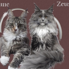 Image pour l'annonce Femelle maine coon loof disponible de suite