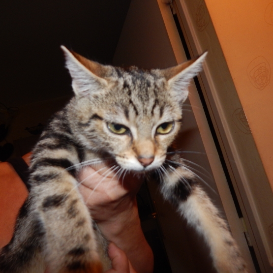 Image pour l'annonce donne chaton femelle d'environ 4 mois