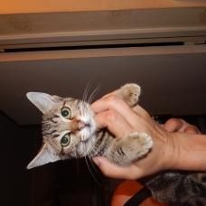 Image pour l'annonce donne chaton femelle d'environ 4 mois