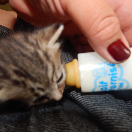 Image pour l'annonce donne chaton non sevré